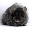 royal imperial angora photos photographs pictures curlygora afrocurly images